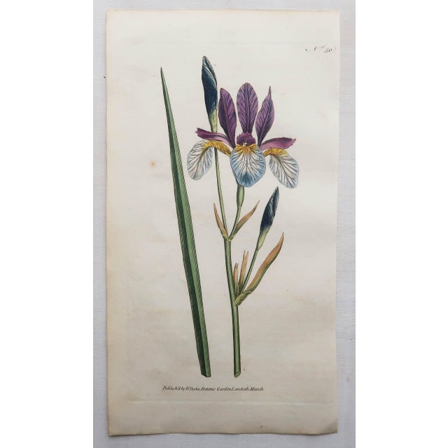 After Sowerby, Botanical Plates, 1793, Engravings, Set of 12 For Sale - Image 9 of 14