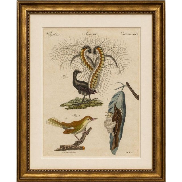 Title: antique lyrebird & tailorbird engraving – bertuch, 1796 original antique hand-colored copper engraving depicting...