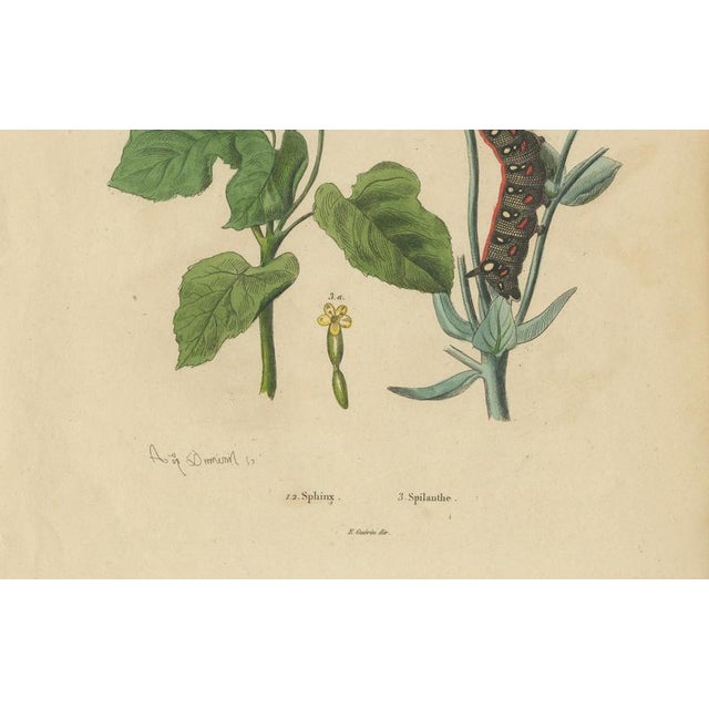 Paper Guérin & Duméril, Butterfly and Moth, 1835, Engraving, Set of 2 For Sale - Image 7 of 10