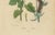 Paper Guérin & Duméril, Butterfly and Moth, 1835, Engraving, Set of 2 For Sale - Image 7 of 10