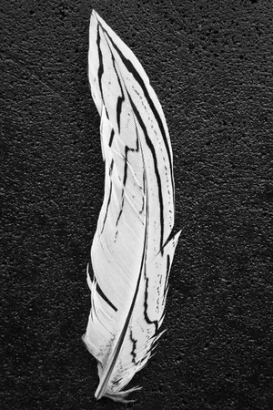 Solo Feather II by Trinette + Chris Print, 12" x 18"