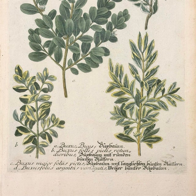Printmaking Materials Pair of 18th Century Hand-Colored Botanical Prints — Abies & Boxwood by Johann Wilhelm Weinmann For Sale - Image 7 of 9