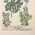 Printmaking Materials Pair of 18th Century Hand-Colored Botanical Prints — Abies & Boxwood by Johann Wilhelm Weinmann For Sale - Image 7 of 9