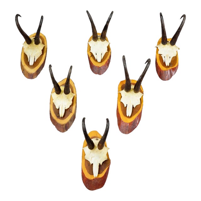 Set of Six Vintage Chamois Trophies on Wooden Plaques, Germany Ca. 1960s For Sale