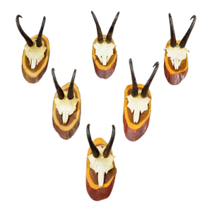 Set of Six Vintage Chamois Trophies on Wooden Plaques, Germany Ca. 1960s