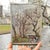 This gouache painting captures a serene moment in Madison Square Park, depicting twisted trees that frame a pathway...