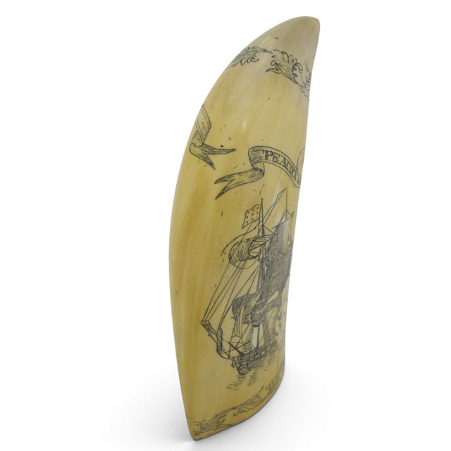 American Save the Whale Polymer Faux Scrimshaw Reproduction Peacock Epervier Artek Tooth For Sale - Image 3 of 13