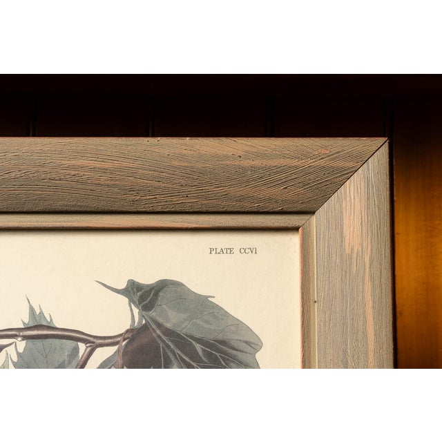 Vintage "Summer or Wood Duck" Framed Audubon Print For Sale - Image 4 of 6