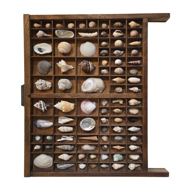 Early 20th-century oak Hamilton letterpress printer’s drawer, circa 1920s. Arranged as a natural specimen display...