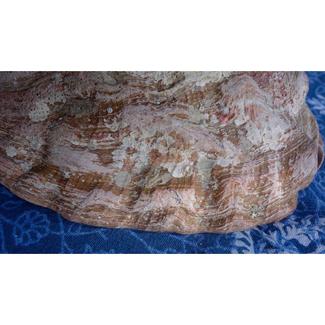 Red Abalone Shell, Coralized For Sale - Image 13 of 17