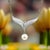 Metal 1990s Mikimoto Estate Akoya Pearl Necklace 17" Sterling Silver 6.50 mm For Sale - Image 7 of 8