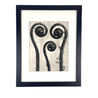 1940s Framed Botanical Blossfeldt Print - No. 8 For Sale