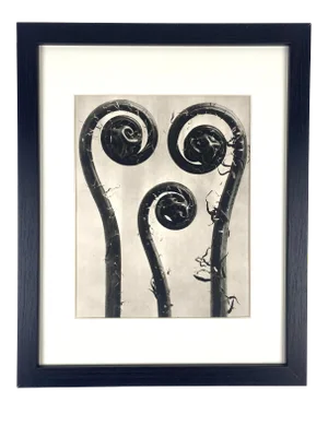 1940s Framed Botanical Blossfeldt Print - No. 8