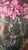 Early 21st Century Cyclamen For Sale - Image 5 of 7