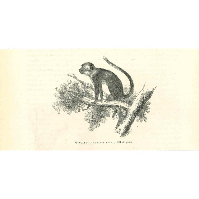 The Monkey is an original lithograph on ivory-colored paper, realized by Paul Gervais (1816-1879). The artwork is from The...
