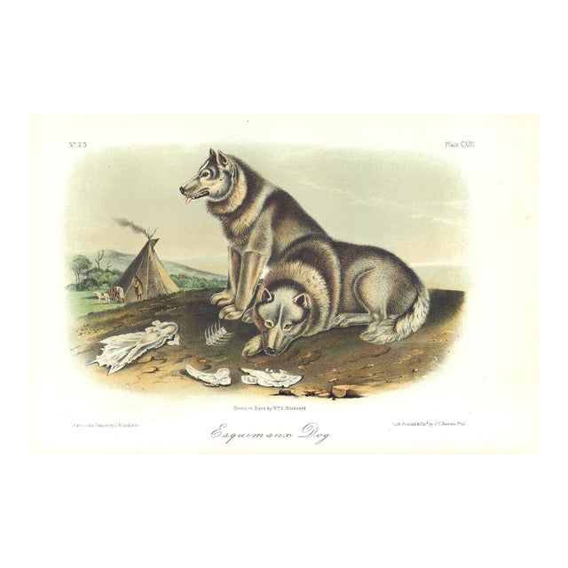 1854 Audubon Quadruped Octavo Lithograph "Plate 113 Esquimaux Dog" (Canadian Eskimo Dog) For Sale