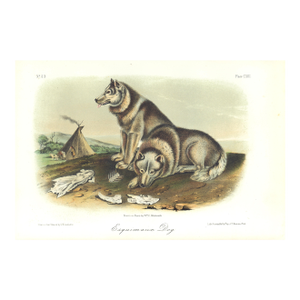 1854 Audubon Quadruped Octavo Lithograph "Plate 113 Esquimaux Dog" (Canadian Eskimo Dog)