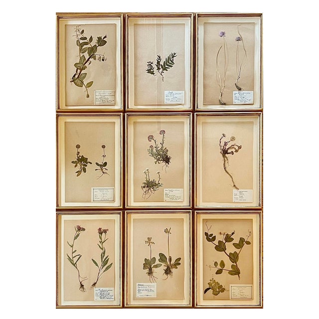 1910s Antique Swedish Herbarium - Sweet Pea, Circa 1910 For Sale - Image 5 of 5