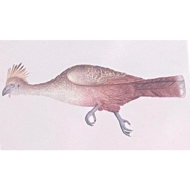 Boho Chic Vintage 19th C Alexander Rodrigues Ferreira Rugendas Print Framed For Sale - Image 3 of 9