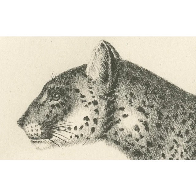 Leopard in Standing Pose, 1836, Lithograph For Sale - Image 4 of 10