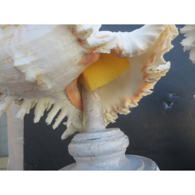 Pair of White Murex Ramosus SeaShells Mounted - A Pair of 2 For Sale - Image 9 of 11