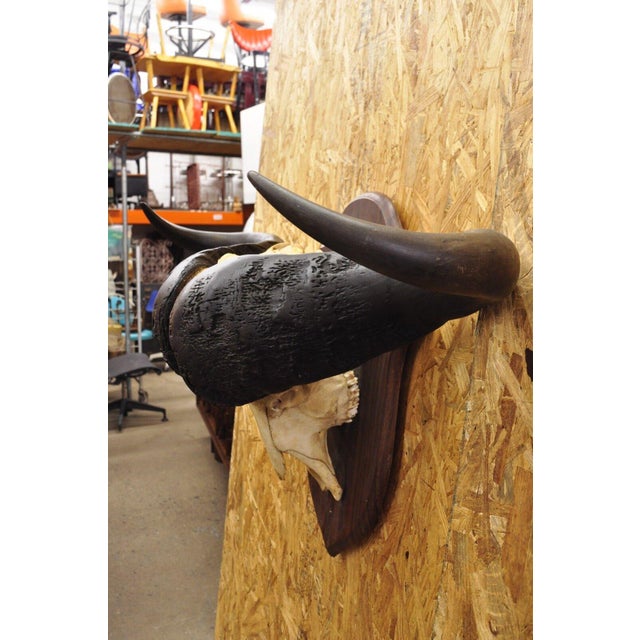 Vintage African Cape Buffalo Skull European Mount on Wooden Plaque Taxidermy For Sale - Image 11 of 12