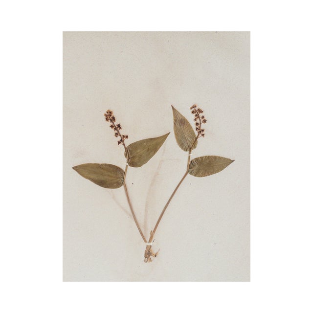 Rustic European Antique Herbarium - False Solomon's Seal, Circa 1850 - 1915 For Sale - Image 3 of 4