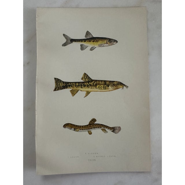 Realism 19th Century Fish Print From the Fishes of the British Islands by Jonathan Couch f.l.s. For Sale - Image 3 of 4