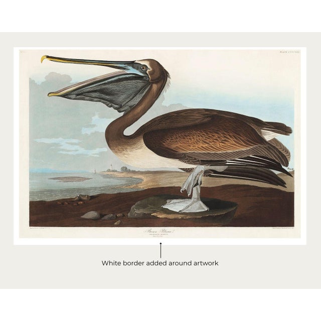 Not Yet Made - Made To Order Brown Pelican, Vintage Art Print Reproduction From Birds of America by John James Audubon, 60" X 40" For Sale - Image 5 of 10