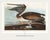 Not Yet Made - Made To Order Brown Pelican, Vintage Art Print Reproduction From Birds of America by John James Audubon, 60" X 40" For Sale - Image 5 of 10