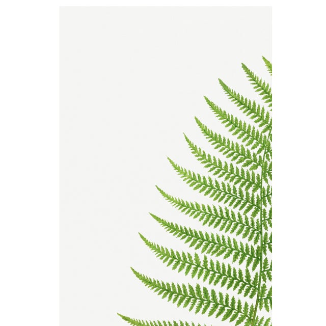 Paper Vintage Fern Art Print, Botanical Fern Reproduction, 16" X 24" For Sale - Image 7 of 10