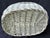 Antique Painted Gathering Willow Basket With Top Handle For Sale - Image 15 of 18
