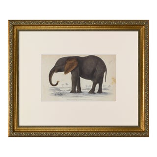 19th Century Antique English Elephant Engraving For Sale