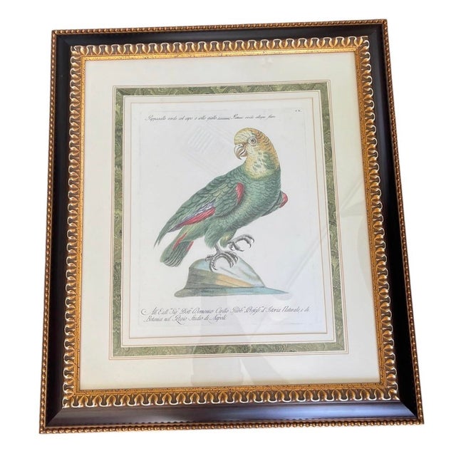 This sophisticated set of four vintage natural history prints offers a timeless, regal aesthetic perfect for classic,...