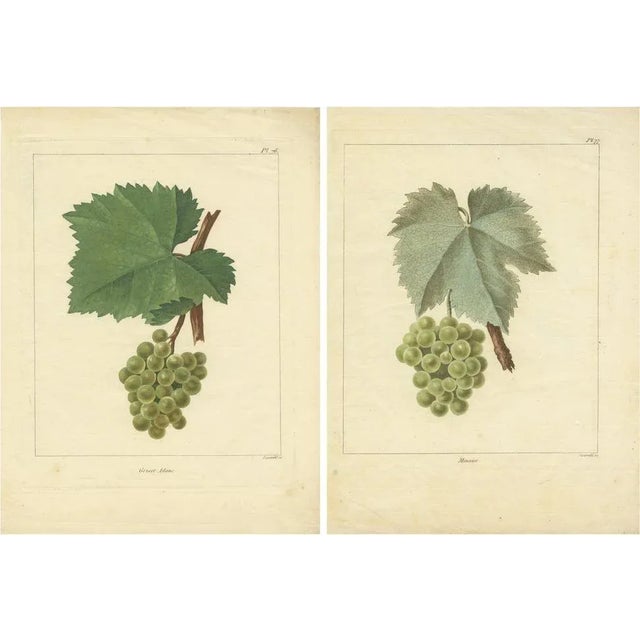 Louis-Claude Noisette, Green and White Grape Varieties, 1821, Prints, Set of 2 For Sale - Image 6 of 6
