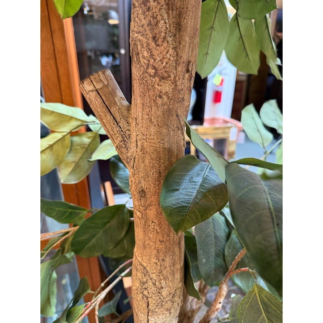 Green New Growth Design Banyan Tree With Pot For Sale - Image 8 of 12