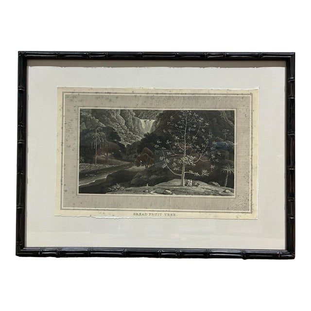 Natural Curiosities “Bread Fruit Tree” Botanical Landscape Print, Framed For Sale