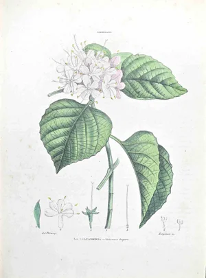 Vincenzo Tenore, The Vulcameria, Lithograph, 1870s