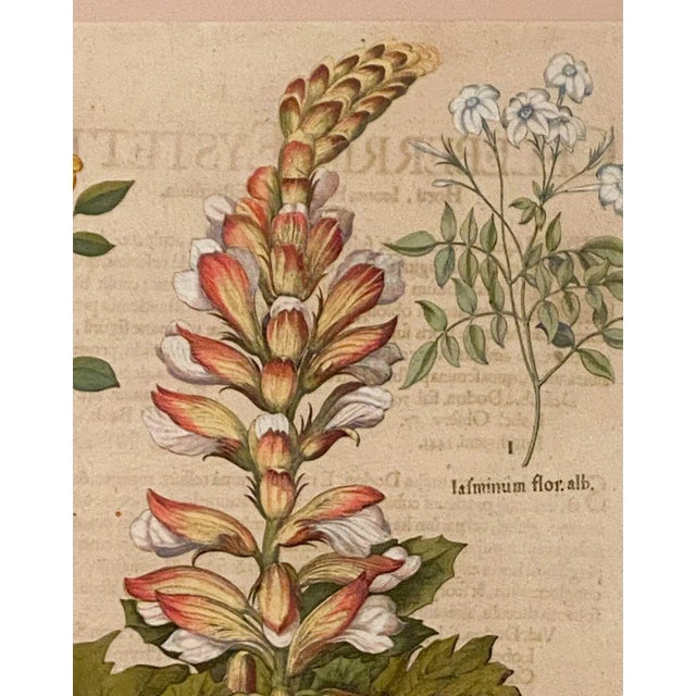 A 17th-century botanical engraving by Basilius Besler (1561–1629), published Nuremburg, 1640. "Acanthus levis; Iasminium...