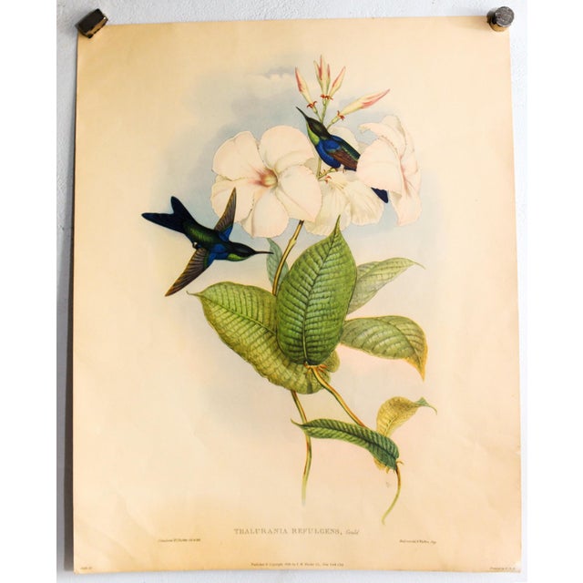 Beautiful set of 4 vintage 1946 hummingbird lithograph after the celebrated ornithological artwork of John Gould. These...