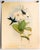 Beautiful set of 4 vintage 1946 hummingbird lithograph after the celebrated ornithological artwork of John Gould. These...