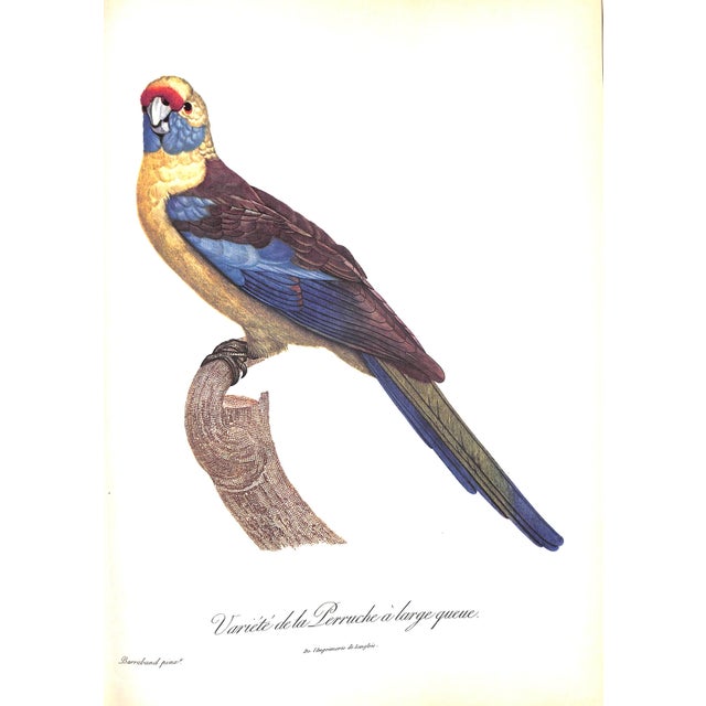 1960s "Exotic Birds: Parrots. Birds of Paradise. Tucans" Book 1963 Levaillant, Francois For Sale - Image 5 of 8