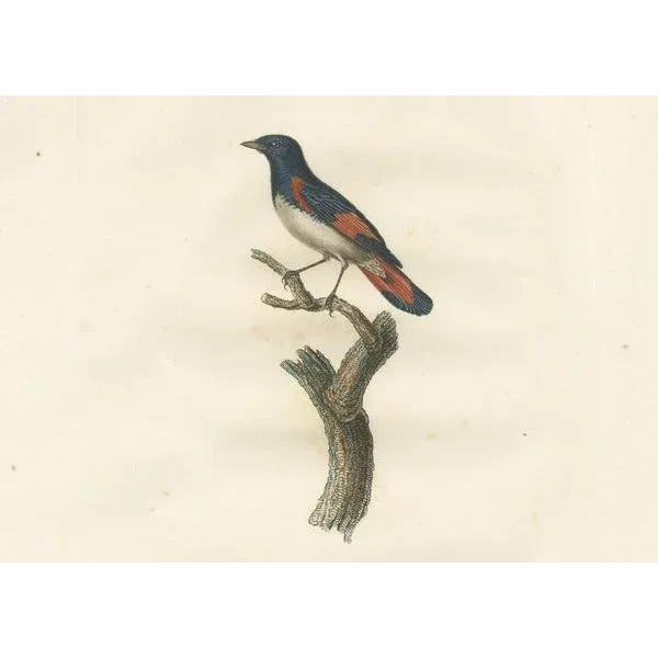 Louis Jean Pierre Vieillot, American Redstart Illustration, The Male Golden Flycatcher, Print For Sale - Image 4 of 6