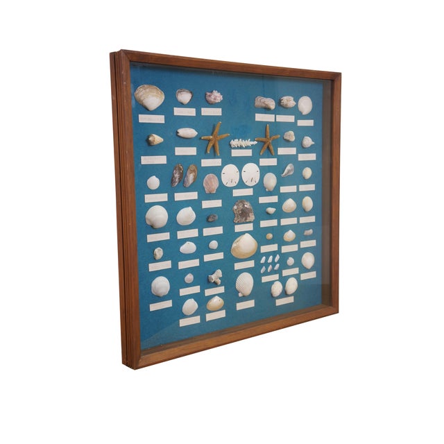 Vintage shadow box, includes: Sand Dollar (Clypeasteroida spp.), Spiny Oyster Shell (Spondylus spp.), Common Sea Star or...
