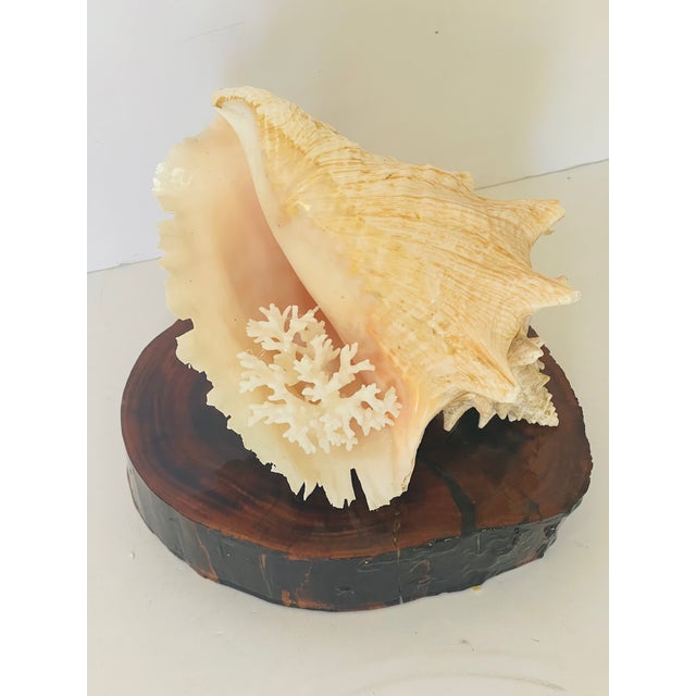 Coastal 1970s Coastal Large Conch Shell on Wood Slab Stand For Sale - Image 3 of 3