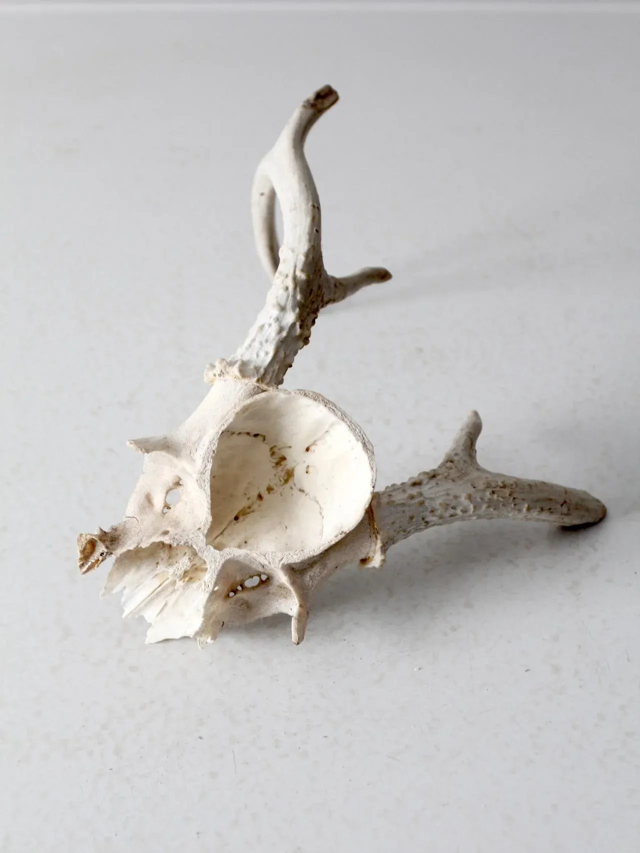 Vintage Small Animal Skull Cap | Chairish