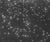 1990s Adam Fuss Untitled (Starry Sky), 1997 For Sale - Image 5 of 8
