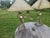 Outstanding brutalist/industrial mid-century modern set of lamps. Unmarked, but assuredly Majestic lamp Co 100% all...