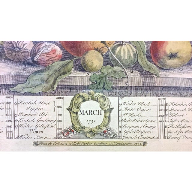 Vintage Apple & Pear Species Engraving For Sale In Atlanta - Image 6 of 7