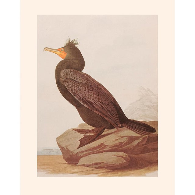 1966 Vintage Cottage Print "Double-Crested Cormorant" After John James Audubon For Sale - Image 9 of 9